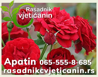 Rasadnik Cvjetićanin Apatin