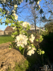 Osana sinu Davidovom: Prolećna pesma o buđenju života