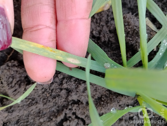 Alarm za ratare: Vreme je za prvu zaštitu pšenice u Zapadnobačkom okrugu