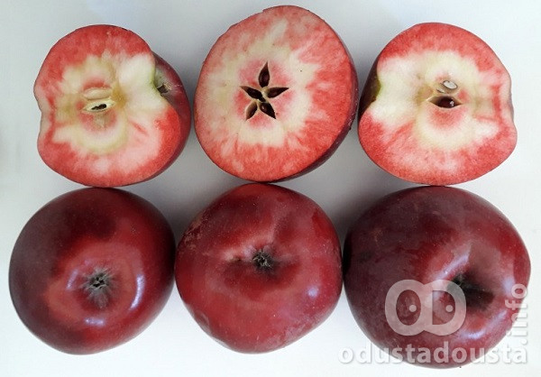 Autohtone Sorte Čuvari semena: Sombor i Vršac predvode borbu za očuvanje starih sorti