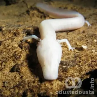 Čovečja ribica: Fascinantno biće dinarskog krša i drugi najizdržljiviji organizam na svetu