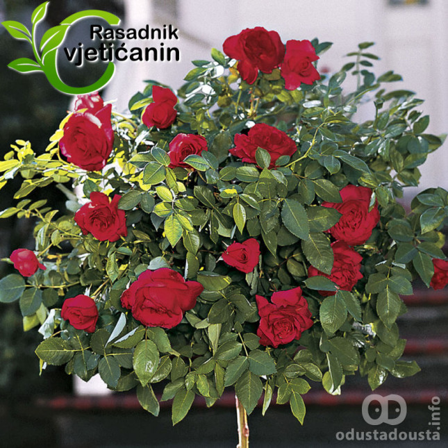 Rasadnik Cvjetićanin – Vaša oaza zelenila