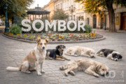 Sombor usvojio novi petogodišnji plan za kontrolu napuštenih životinja i obnovu sportskih terena