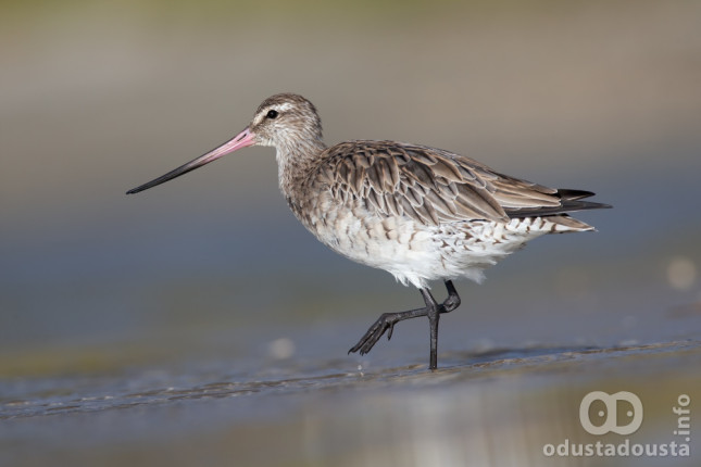 Čudo Prirode Ptice: Mlada Laponska Muljača Srušila Svetski Rekord