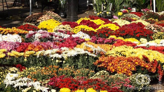 Apatin se sprema za „Prolećni bazar“: Prijave za izlagače otvorene do sredine marta