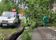 Nevreme u Somboru rušilo drveće: Radnici JKP Zelenilo hitno na terenu