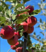 Prodaja imovine na pomolu: „Apple World“ traži procenitelja za voćnjake u Riđici