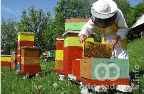 Dva konkursa za razvoj pčelarstva otvorena do 26. septembra