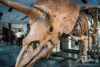 Ptice su živi dinosaurusi: Tajna inteligencije T-reksa krije se u praistorijskim lobanjama